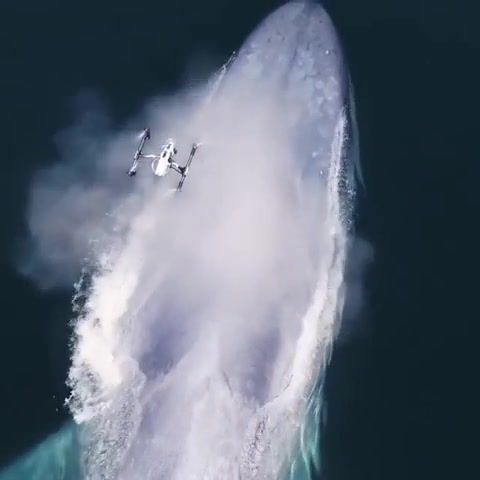 Whale, Drone, Sea, Ocean, Bigfish, Whale, Beautiful, Earth, Life, Love, Omg, Wtf, Water, Wow, Animals Pets