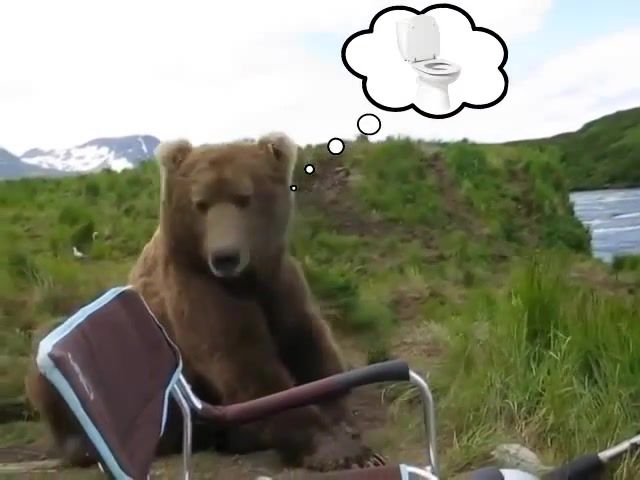 What Want Bear - Video & GIFs | pii,danger,omfg,wow,free,nature,planet,animal,omg,wtf,toilet,toilets,bearbears,zoo,eleprimer,gif,loop,bear,animals pets