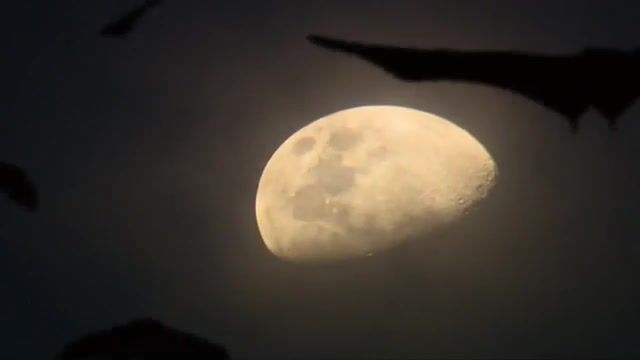 Bats around the moon, alivrok, national geographic, ng, wild river congo, moon, bats, bat, goodnight moon, shivaree, animals pets.