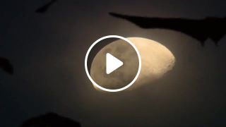 Bats around the moon