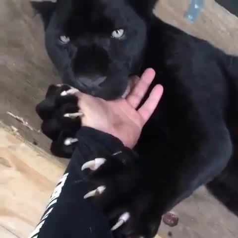 Black Baby - Video & GIFs | jaguar,black panther,animal,claws,eyes,cat,animals pets