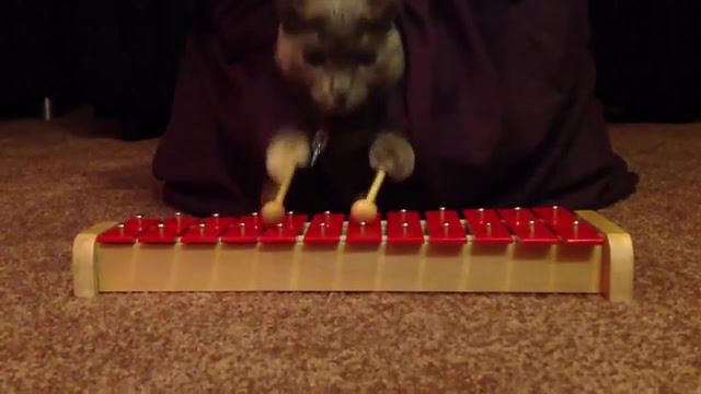 Cat plays xylophone, Puppet, Blue, Russian, Pet, Music, Funny, Xylophone, Cat