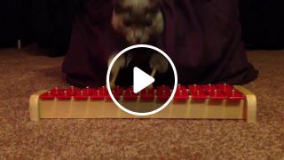 Cat plays xylophone