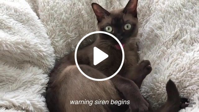 Ct, cat, burmese cat, siren, cute, funny, hilarious, cute cat, scared, scared cat, cat tongue, cat stick tongue out, funny cat, alert, system, cat youtube, champagne burmese, chocolate burmese, family friendly, animals pets. #0
