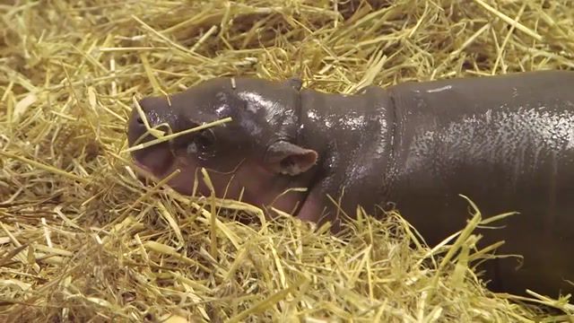 Cute hippo, Baby Pygmy Hippo, Pygmy Hippo Calf, Pygmy Hippo, Baby, Calf, Zoo Baby, Zsl, Whipsnade Zoo, Zsl Whipsnade Zoo, Breeding Programme, Cute, Adorable, Tiny, Beautiful, Aww, Wow, Omg, Cutest Ever, Animals Pets