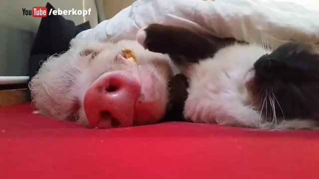 Eternal love, Funny, Snoring Pig, Cat And Pig Love, Cat And Pig, Pig And Cat, Kitty, Cat, Pig, Cat And Pig Sleeping, Animals, Love, Eternal Love, Animals Pets