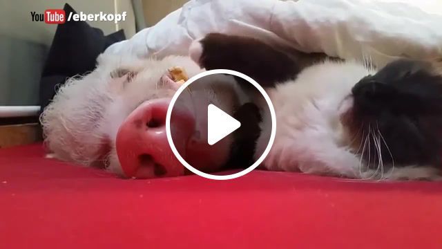 Eternal love, funny, snoring pig, cat and pig love, cat and pig, pig and cat, kitty, cat, pig, cat and pig sleeping, animals, love, eternal love, animals pets. #0