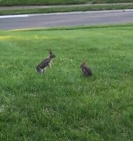 Ferocious fight between two killer bunnies, bunny, handel water music, handel, animals pets.