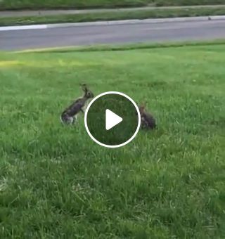Ferocious fight between two killer bunnies