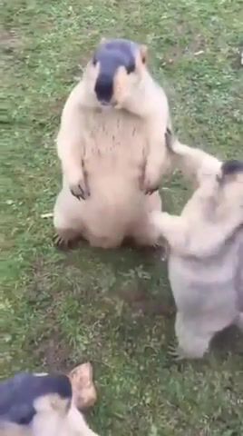 Friends Marmots