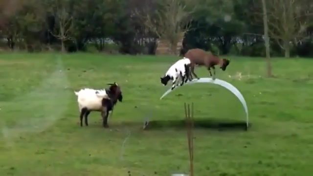 Funny jumping, animals pets.