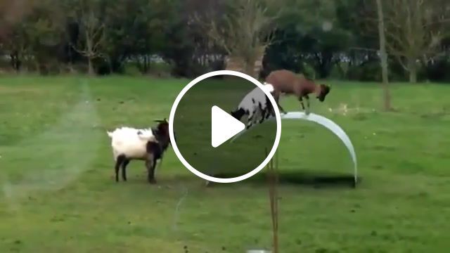 Funny jumping, animals pets. #0