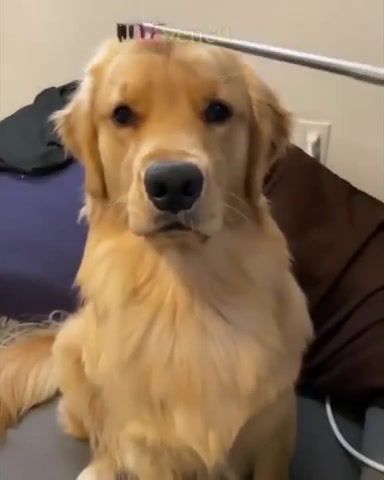 Good boy - Video & GIFs | best memes of all time,9enc0,unusual compilation,weird compilation,weird meme compilation,creepy meme compilation,foreign memes,dank memes compilation,fresh memes,tik tok memes compilation clean,dankest cat memes,dank compilation,funny dank memes,ecnebi memes izliyo,the most beautiful tiktok girls,watch the funniest tik tok,impossible not to laugh,turkish memes,weekly dose v8 memes,genco,9enco,genc0,animals pets