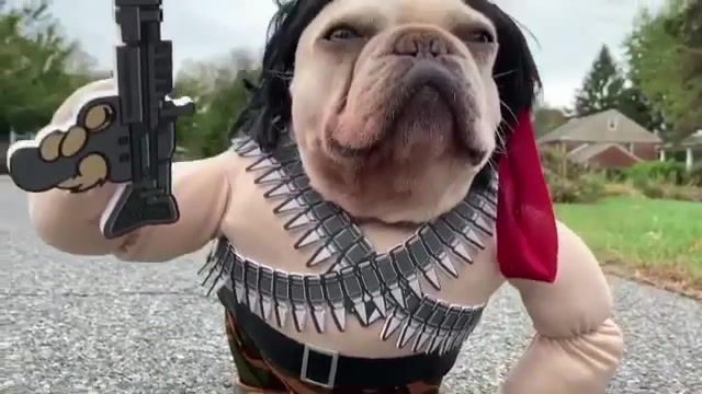 Heroes never die. They just reload, Rambull, Rambo, Dog, Animals Pets