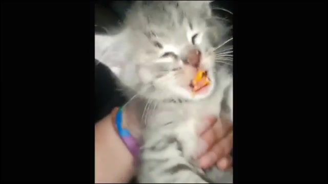 KITTEN GONE CHEETOS - Video & GIFs | meme compilation,meme,best memes,cat,kitten,kitty,animals,animallover,animal,meow,commercial,chips,animals pets
