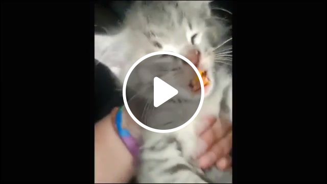 Kitten gone cheetos, meme compilation, meme, best memes, cat, kitten, kitty, animals, animallover, animal, meow, commercial, chips, animals pets. #1