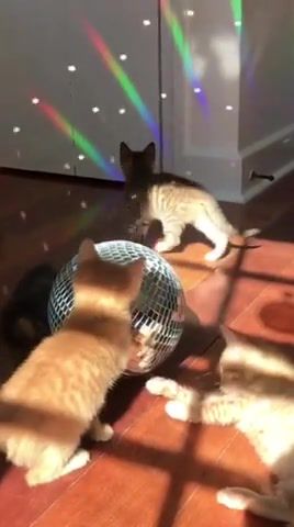 Let's party Thank you for 150K views - Video & GIFs | cats,disco,fun,funny,kitties,meow,sweet,mandy kitties,animals,party,disco ball,play,music,dance,dance party,cool,amazing,lovely,thank you,playing,animals pets