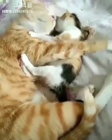 Love - Video & GIFs | cat,hugs,kitten,animals pets