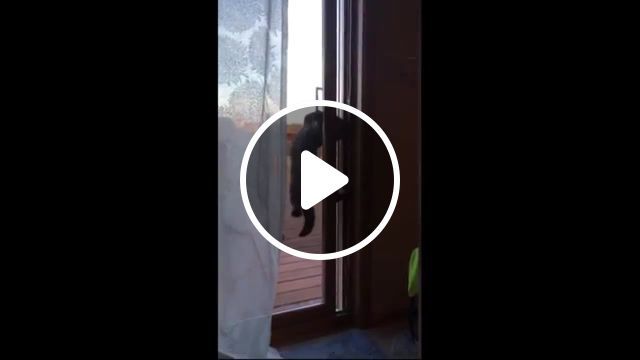 Mission impossible get to home, mission impossible, cat, cats, funny, humor, theme, song, meme, thief, kitty, new, animals pets. #0
