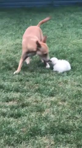 Puppy fight, animals pets.