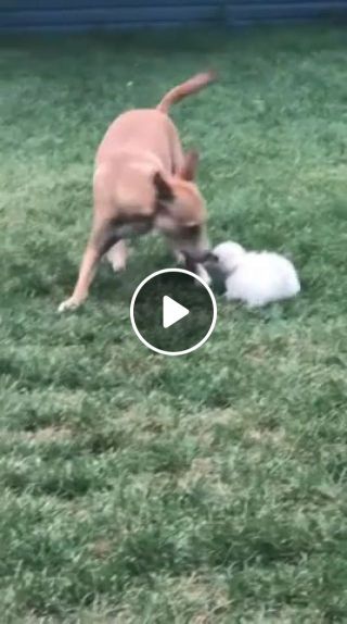 Puppy fight
