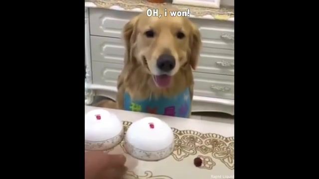 The only acceptable way to bamboozle a doggo, dog meme, bamboozle meme, bamboozle, doggo, the only way to bamboozle, sad reacc, magic, goldie, trick, bork, good boy, dog, animals pets.