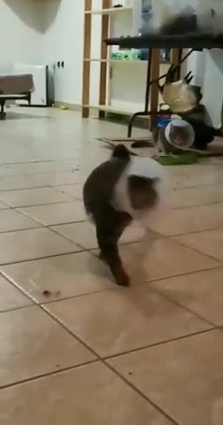 Too catwalk - Video & GIFs | meme,cat,song,funny,ricardo,dance,cause you got that,animals pets