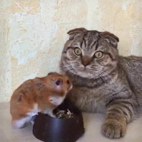 Why my food is eating my food, Funny, Animals, Music, Food, Hamster, Mouse, Loop, Cats, Cat, Animals Pets