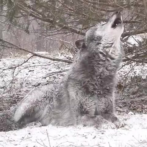 Wolfs howl, wolf, howi, animals, animals pets.