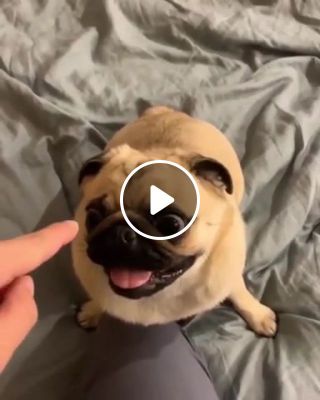 Adorable pug biting his mama's finger