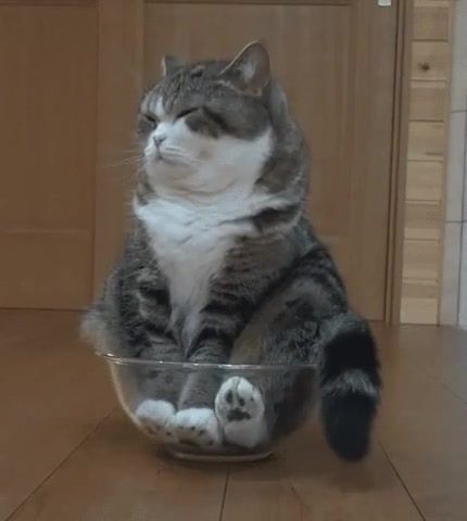 Cat Relax - Video & GIFs | relax cat,relax,relax music,cute,funny,cats,cat,animals pets