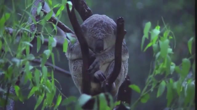 Cry little koala, Alone, Jim Croce, Time In A Bottle, Rain, The, In, Koala, Animals Pets