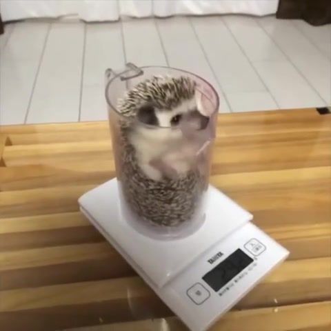 Cup of hedgehog