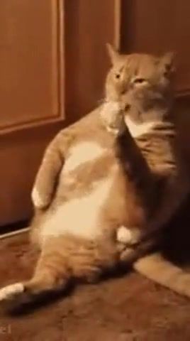 Difficulties of fat cats, Cats, Humor, Animals Pets