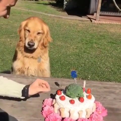 Do not touch the cake, dog, animals, why you gotta taunt the good boy like that, baring teeth, animals pets.