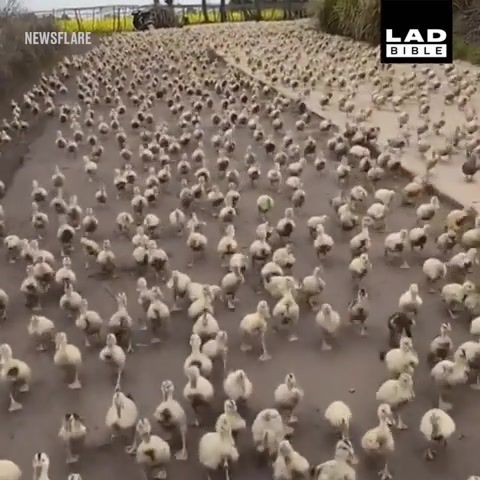 Duck Wars, Empire March, Star Wars Song, Star Wars, Song, Empire, Empire Strikes Back, I Like It, Trip, On The Road, Full, Road, Invasion, Joke, Funny, Funny Moments, Walk, Falk, Spring, March, Animals, Animal, Cute, Ducks, Duck, Bird, Birds, Little Duck, Animals Pets