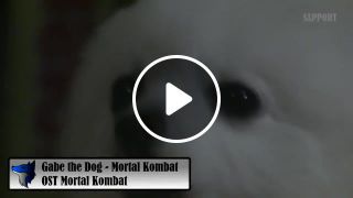 Gabe the dog mortal kombat