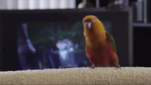 He like to move it - Video & GIFs | meme,bird,animals pets