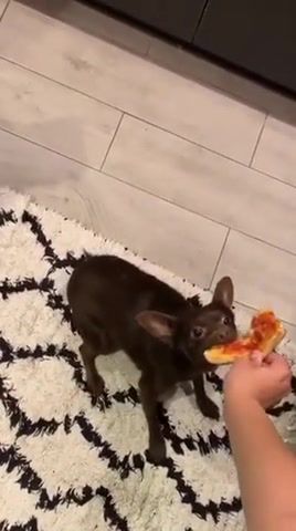 Lemme get a bite of that pizza, animals pets.