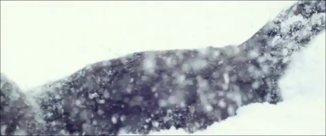 Love like winter, cat, snow, i can not stop, red, epic, 300fps, test, flying, winter, slow motion, afi, love like winter, animals pets.