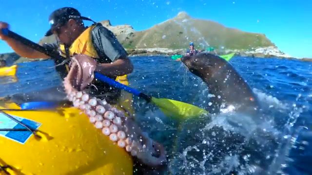Octopus slap by a seal, octopus, slap, brutal, face, kayak, ocean, new zealand, gopro, hero7black, hero, hero 7 black, hero7, original, footage, kaikoura, seal, funny, sea lion, miracle, animals pets.
