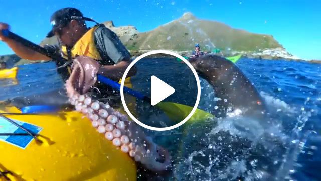 Octopus slap by a seal, octopus, slap, brutal, face, kayak, ocean, new zealand, gopro, hero7black, hero, hero 7 black, hero7, original, footage, kaikoura, seal, funny, sea lion, miracle, animals pets. #0