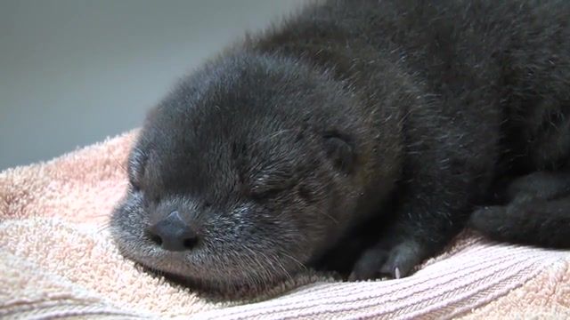 Otter pup, oregon zoo, otter, river otter, otter pup, squeak, adorable, otter baby, baby otter, sir squeaksalot, ziggy, zigzag, animals pets.