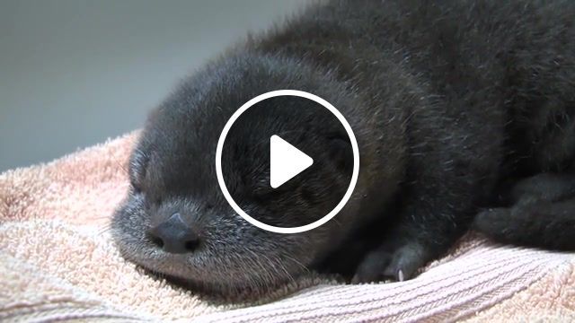 Otter pup, oregon zoo, otter, river otter, otter pup, squeak, adorable, otter baby, baby otter, sir squeaksalot, ziggy, zigzag, animals pets. #0