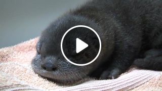 Otter pup
