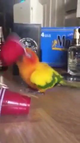Parrot isnt alcoholic, little big, alcoholic, parrot, im ok, animals pets.