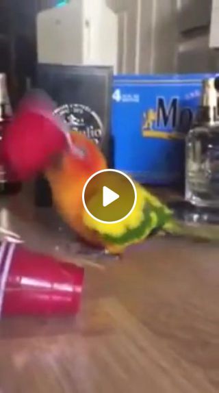 Parrot isnt alcoholic