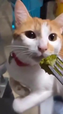She doesn't like broccoli, Animals Pets
