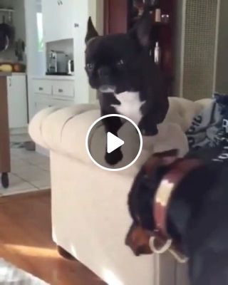 The failure of the french bulldog