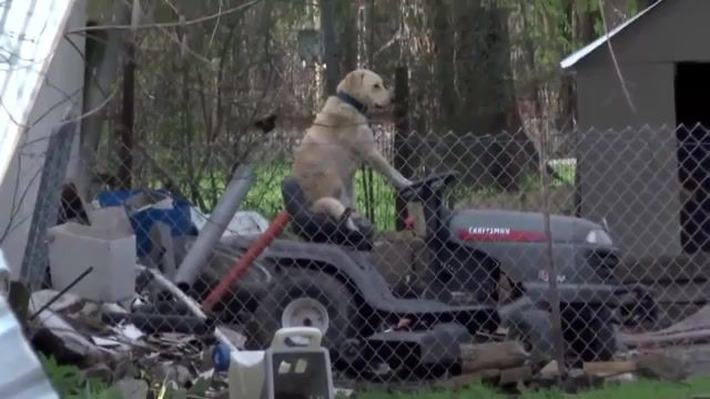 They See Me Rolling. Reporter. Dog. Lawnmower. Solemn. Tornado. Broadcast. Dog On Lawnmower. Dog Lawnmower. Andrea Martinez Kytx. Tornado Dog On Lawnmower. Funny. Funny Dogs. Hilarious. Cute. Cuteness. Reporter Tornado Dog Lawnmower. Reporter Notices Dog Riding Lawnmower. Animals Pets.